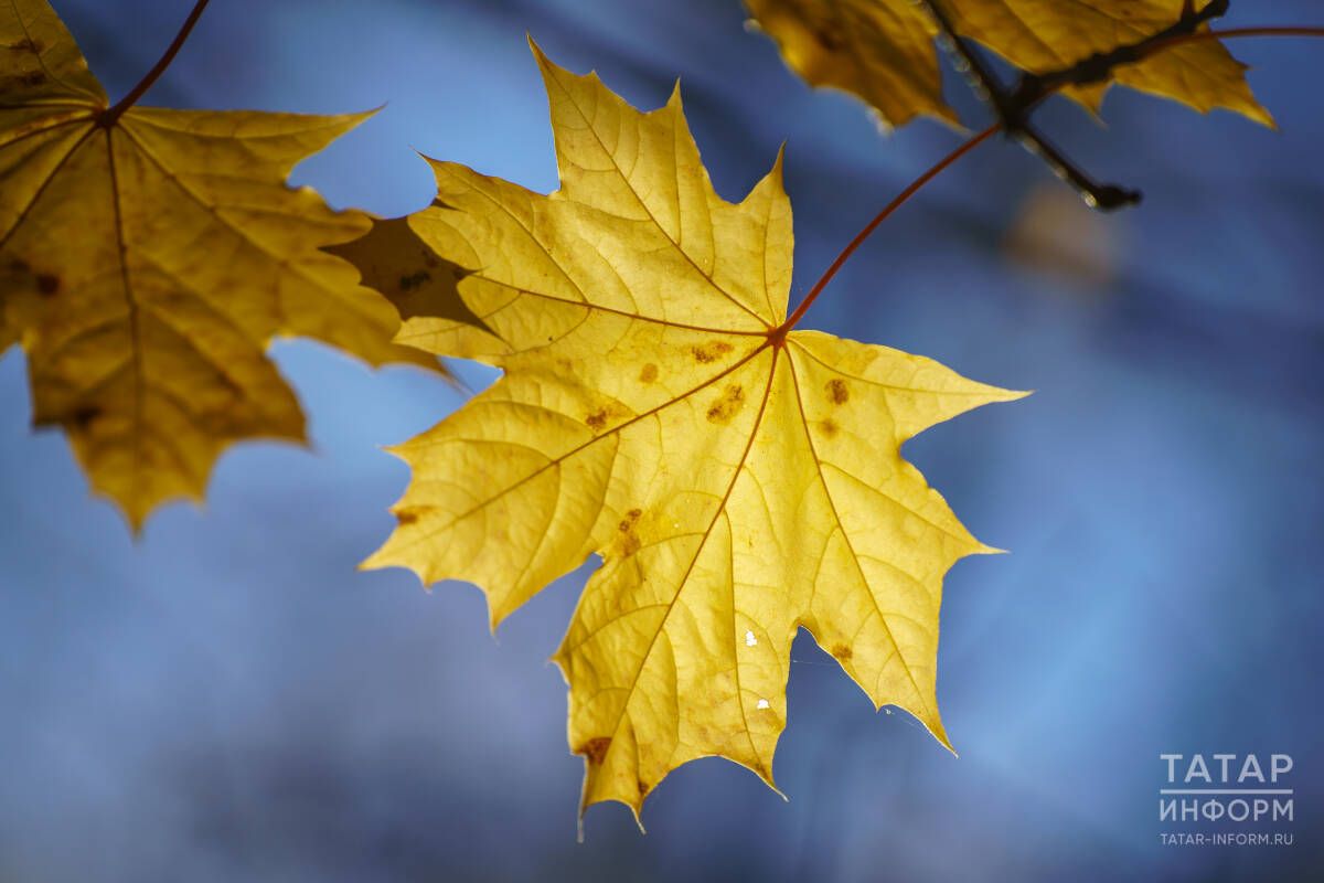 Халык синоптигы көзнең кайчан киләчәген әйтте