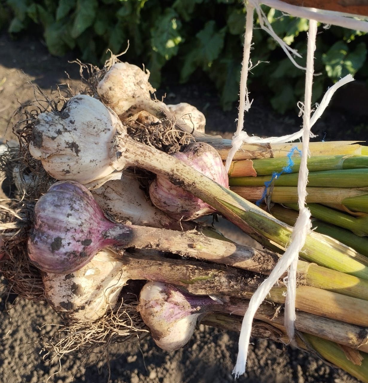 Сарымсакны ничек сакларга?