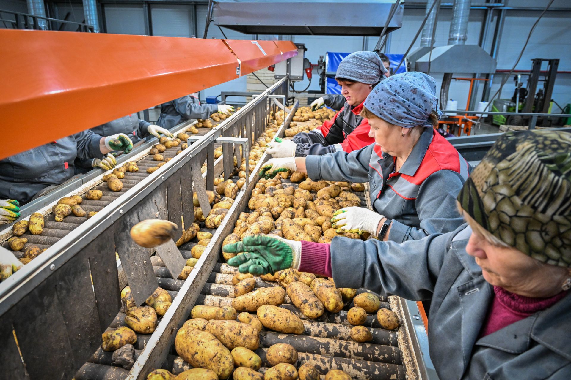 “Быел бәрәңге елы булачак”: Чистайда республикада бердәнбер бәрәңге эшкәртү заводы ачылды
