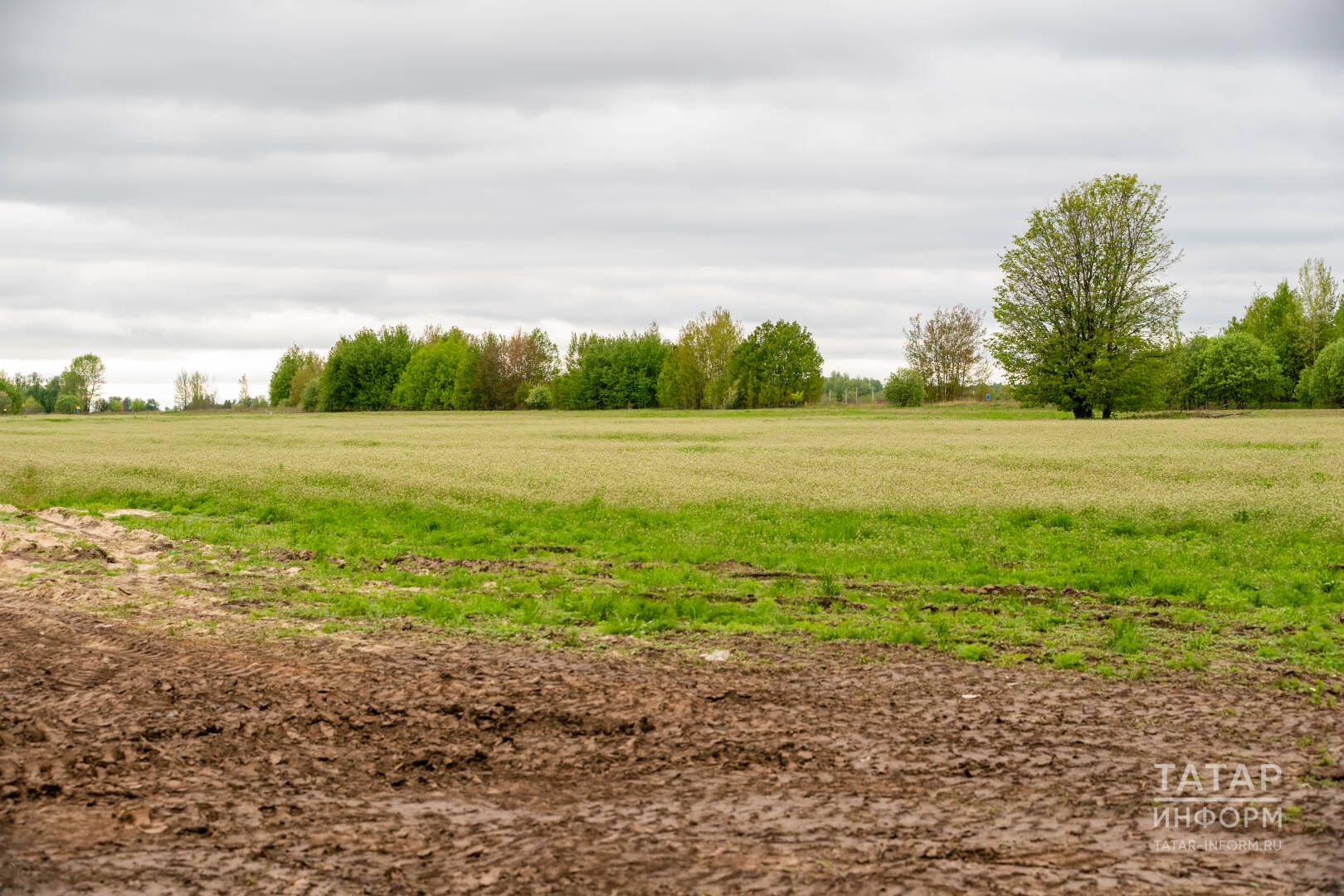 Чүп баскан булса, кулланылмый ятса, җир участогыңны тартып алачаклармы?