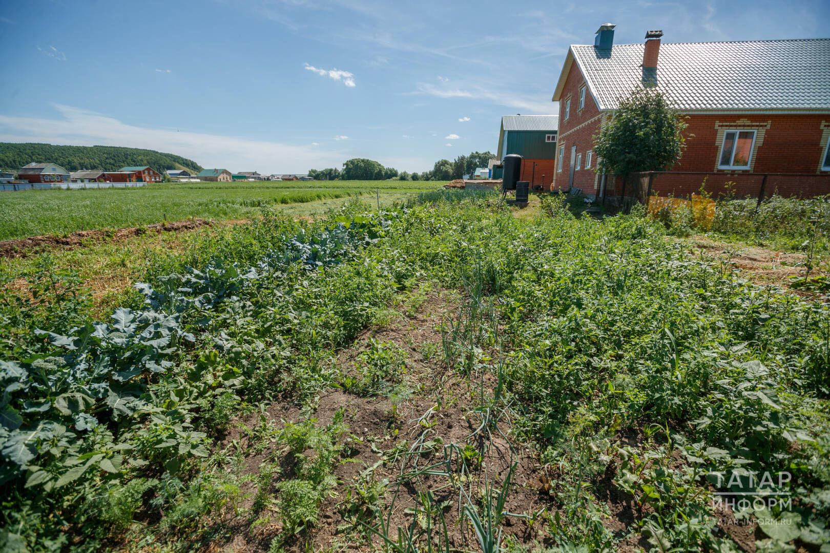 Ни өчен кишер тармаклана һәм кәкерәя?
