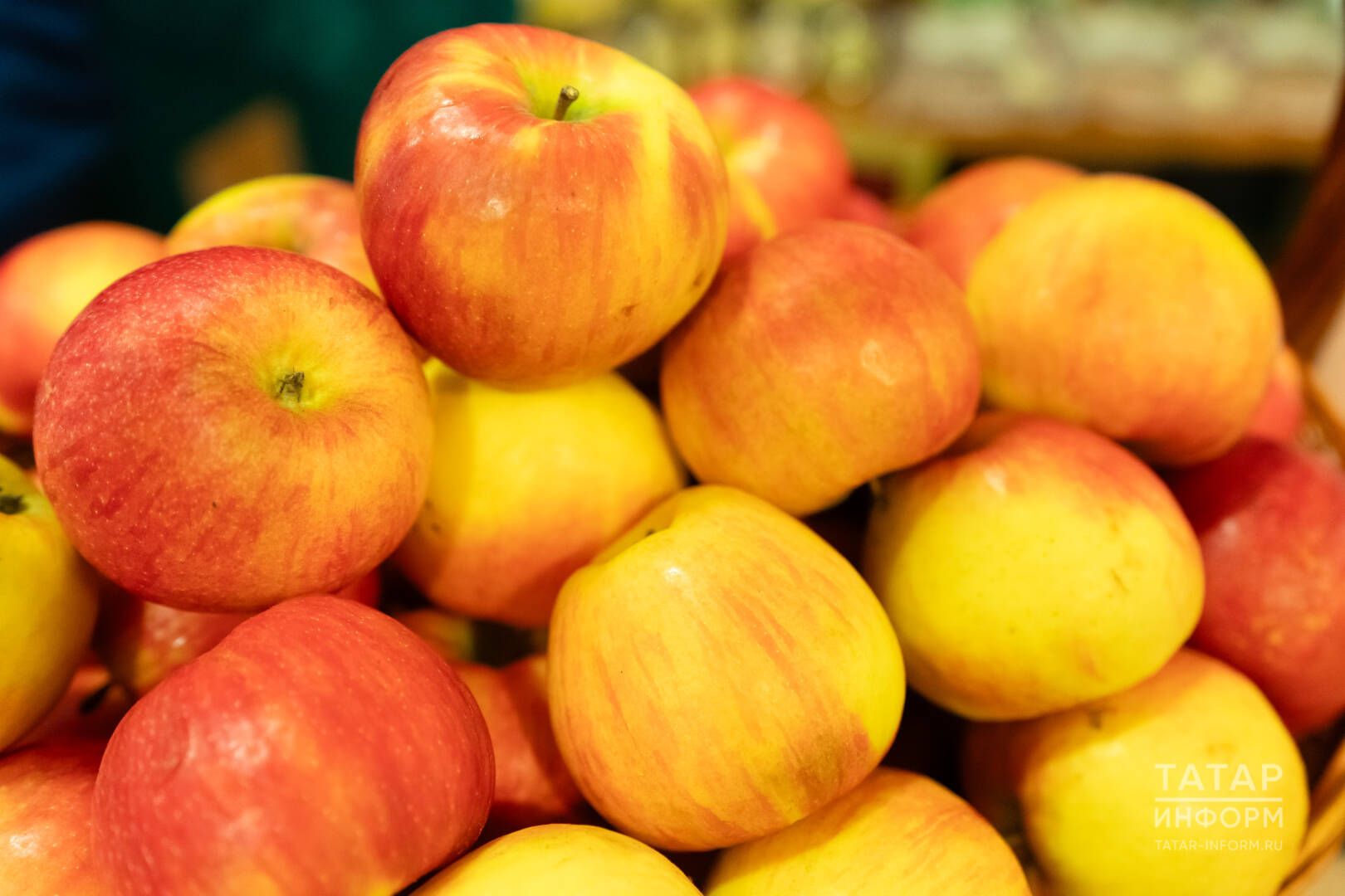 Алма киптерәбез: сортын дөрес сайлагыз!