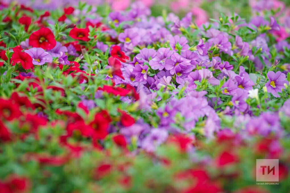 Розалардагы кара таплылыкны ничек дәваларга?