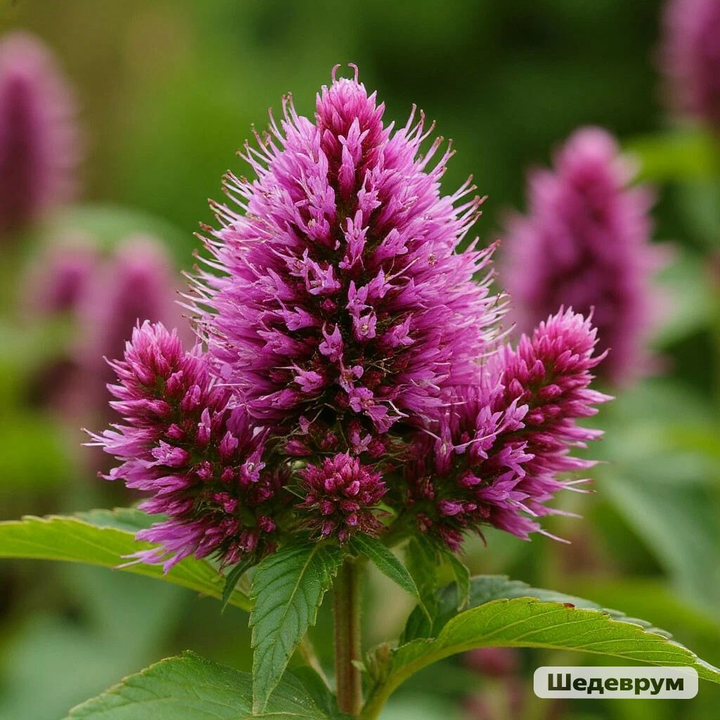 Әтәч кикриге, төлке койрыгы, бәрхет гөл, щирица дип тә атыйлар аны. Ә файдасы?