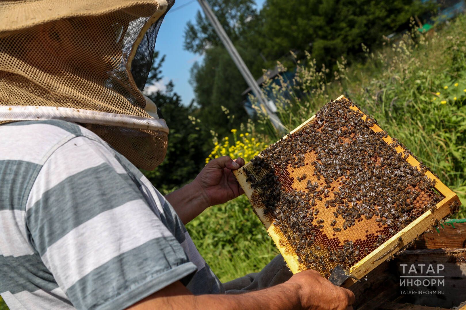 Биш умартаң ярты тонна бал бирдеме?