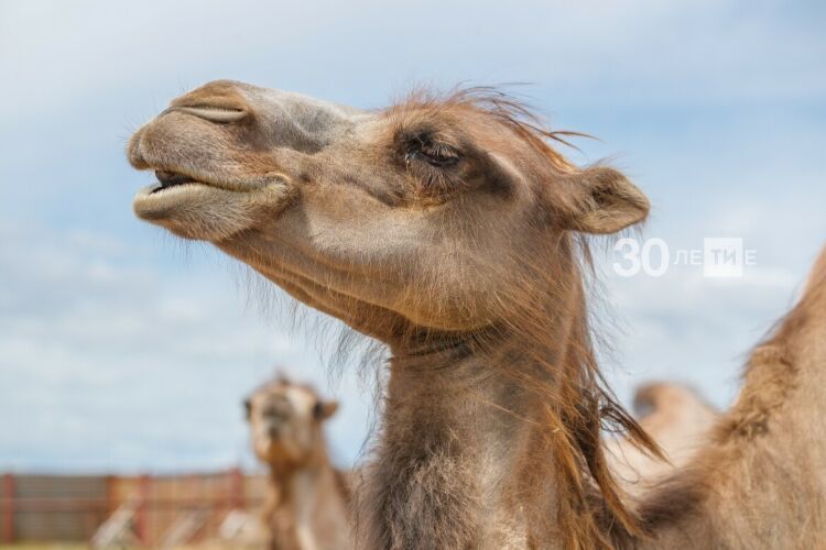 “Татарстан дөяләрне дә экспортлый башлар дип кем уйлаган?!”