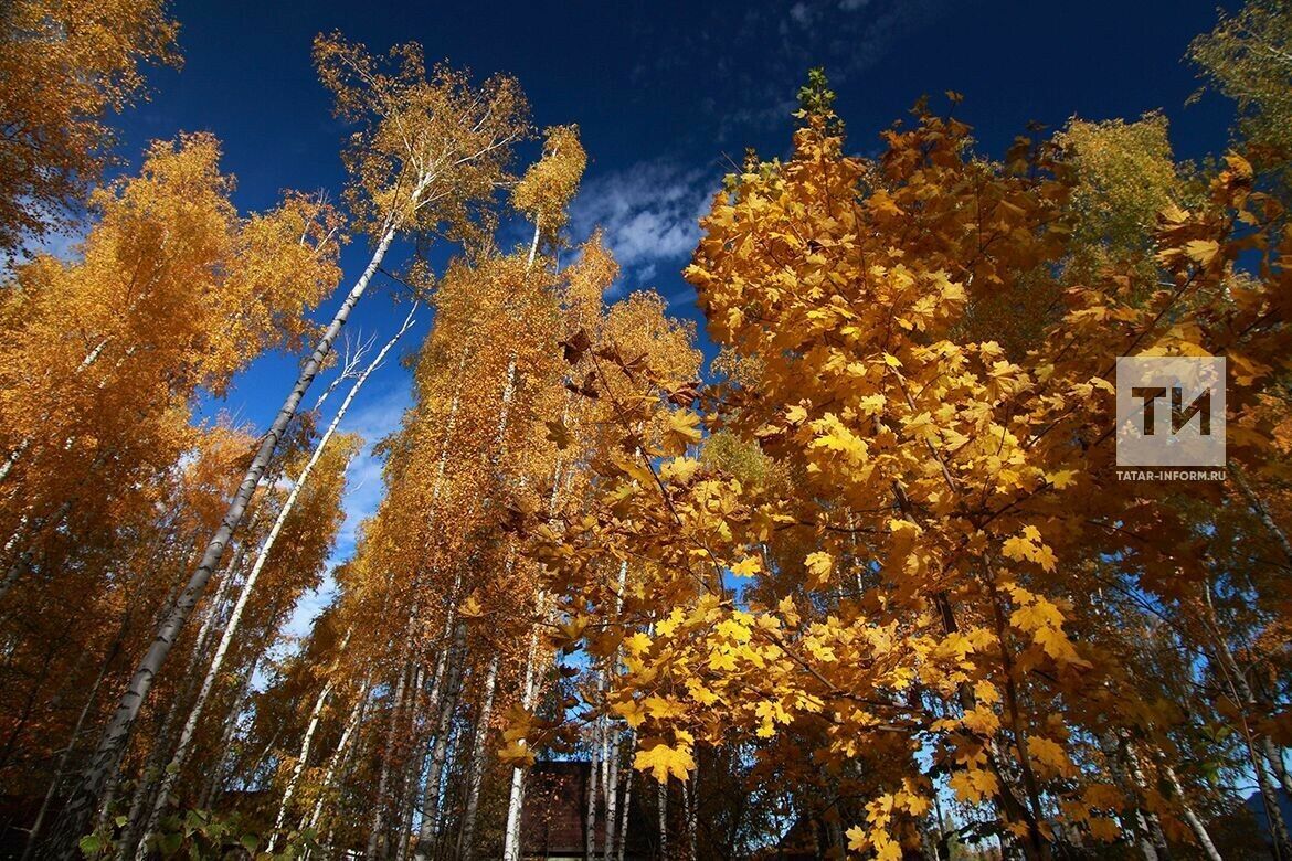 Әбиләр чуагы – сентябрь башында һәм айның икенче яртысында булуы да мөмкин