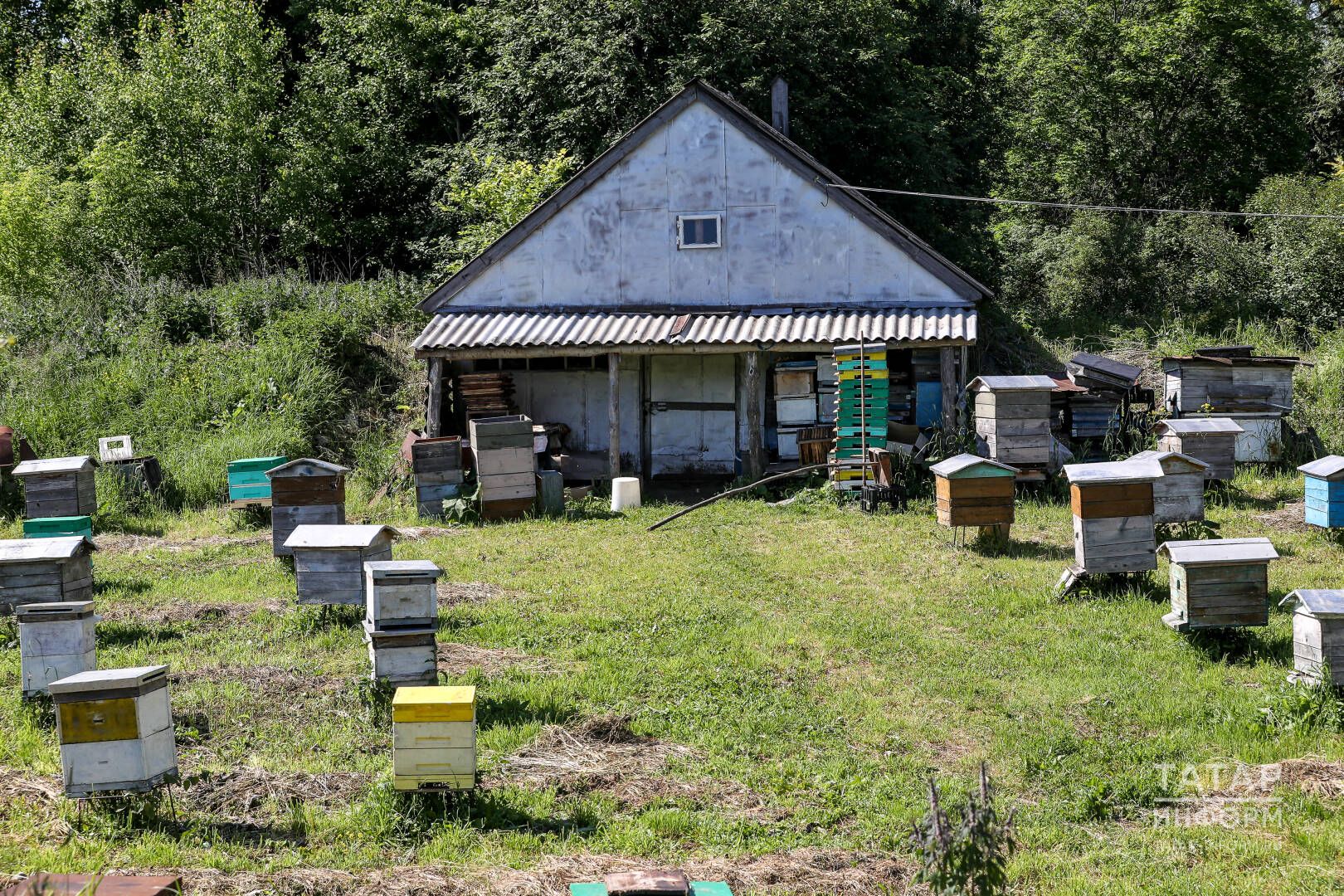 Балачак хатирәсе: корт чактыру прививка кебек иде безгә