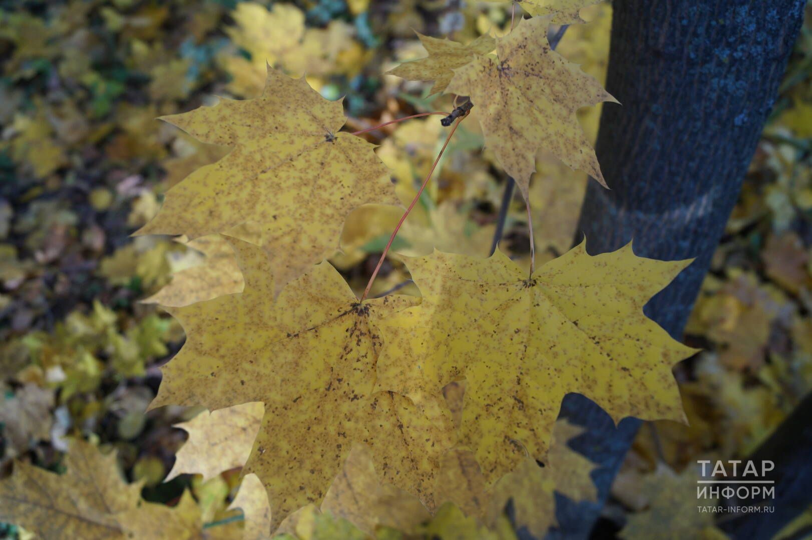 Язмыш кочагында (хикәянең икенче өлеше) Гүзәл Хәбибуллина