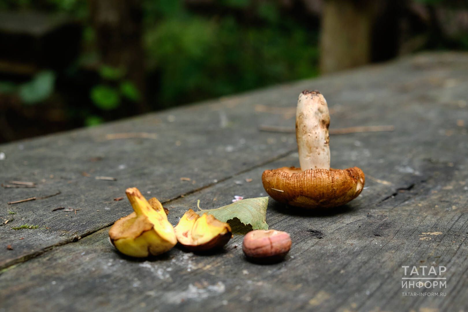 Гөмбәдән затлы ризыклар тәкъдим итәбез