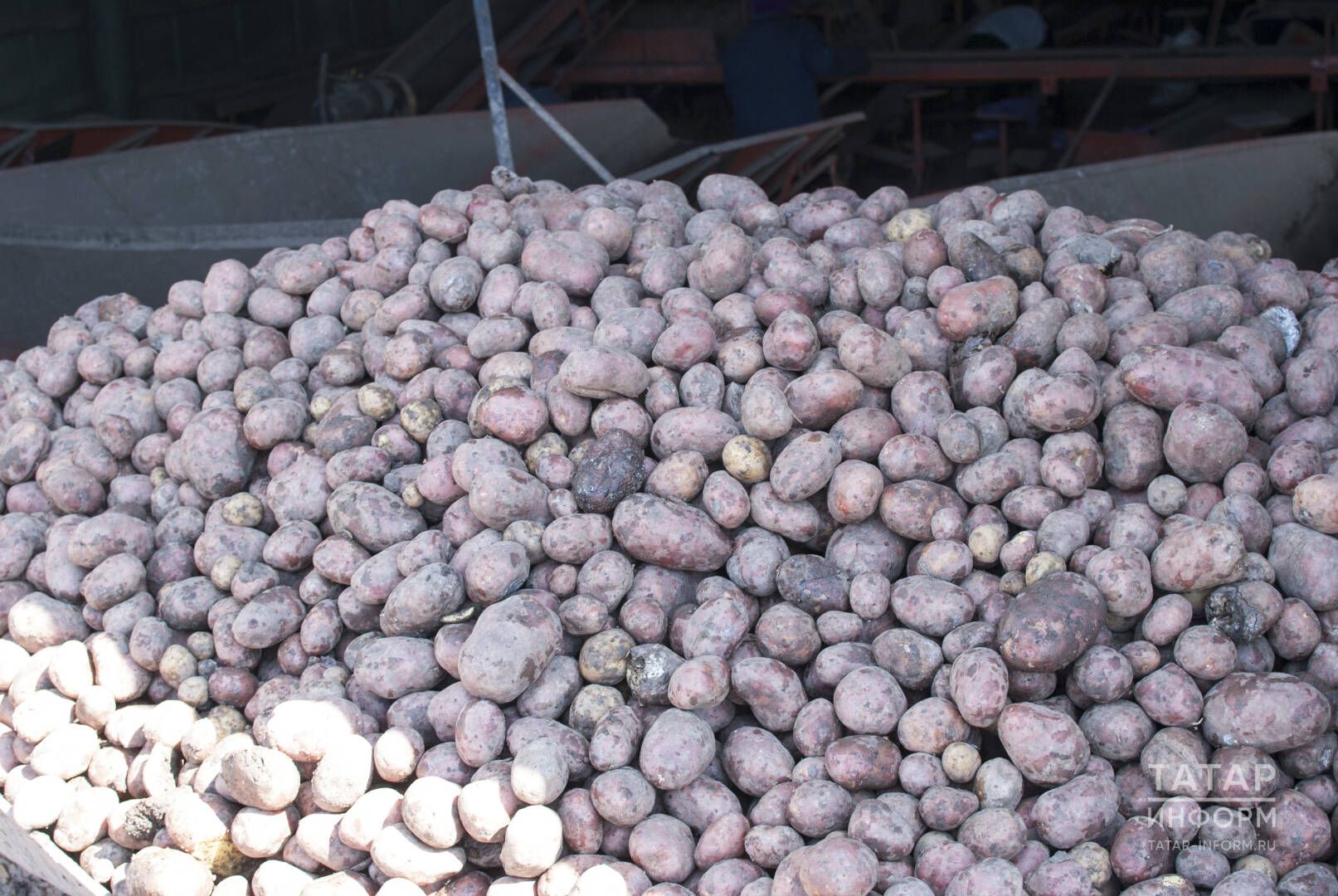 Бәрәңге кышны исән-имин чыксын өчен нишләргә?