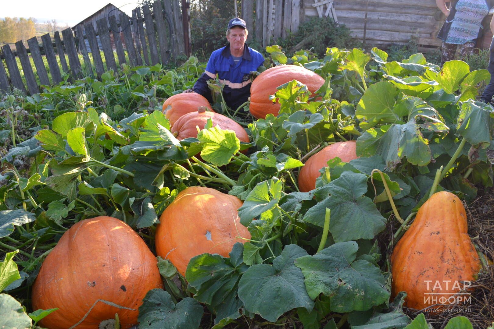 Сентябрь аенда бакчада нәрсәләр эшләргә?