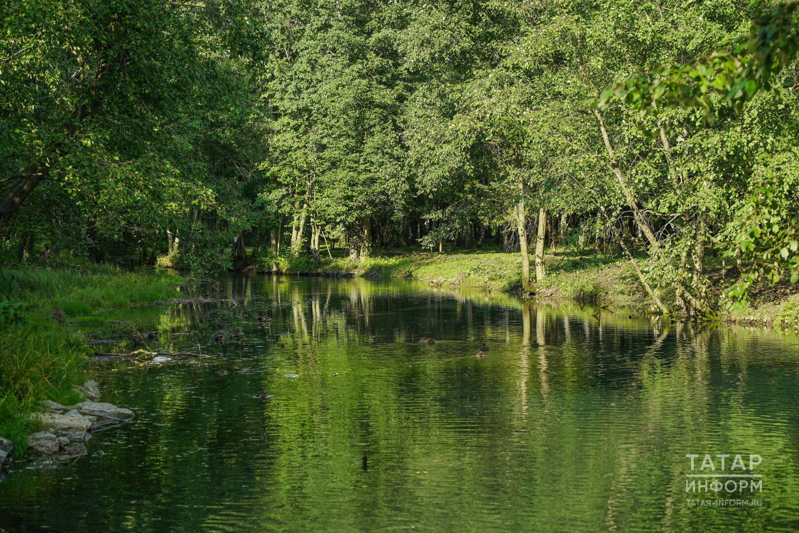 «Бүген, ни гаҗәп, басуларны караклар түгел, кабаттан урман баса бара»