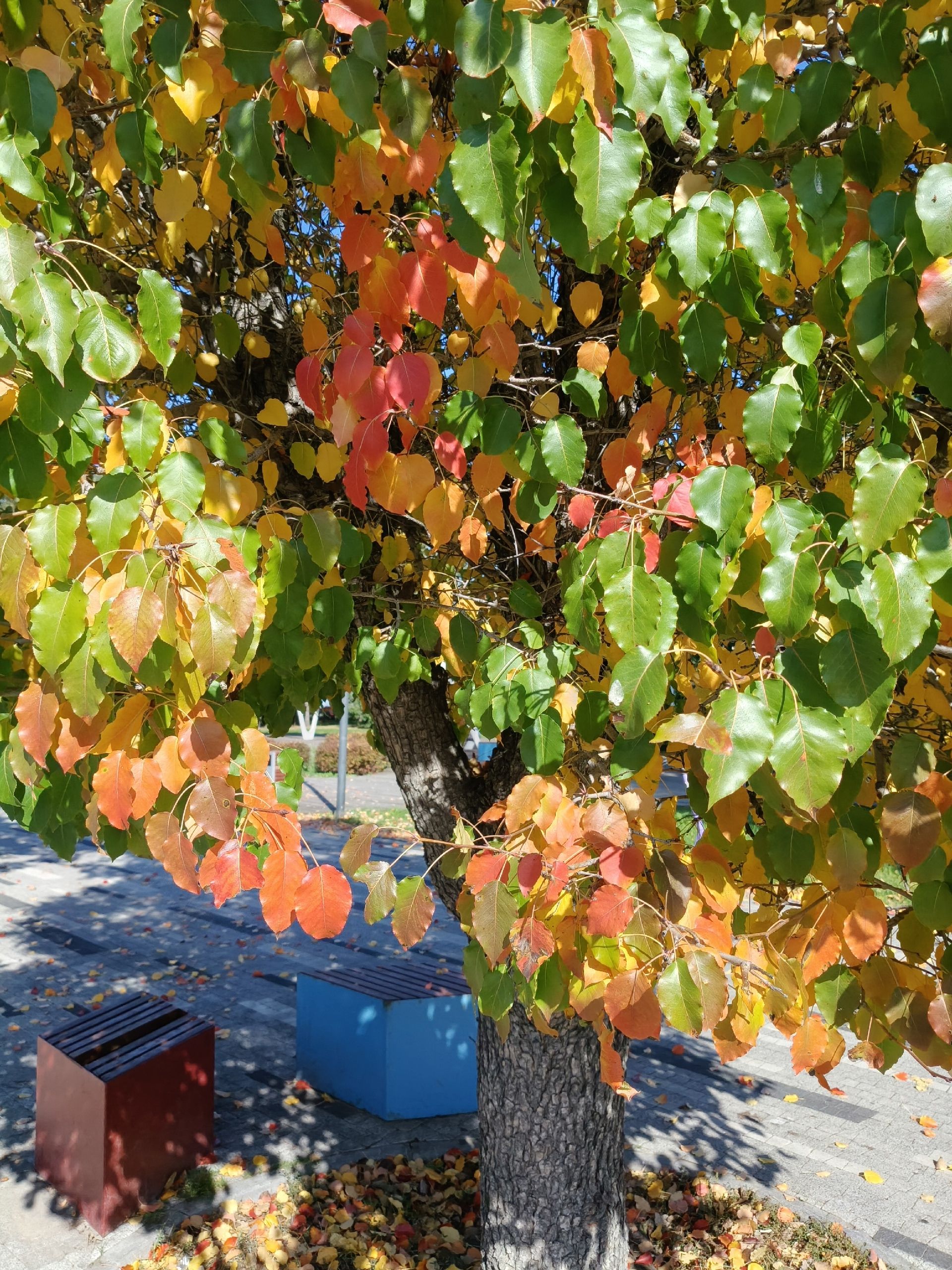 Энергиягез күп, ә менә сабырлык аз: 24-30 сентябрьга йолдызнамә