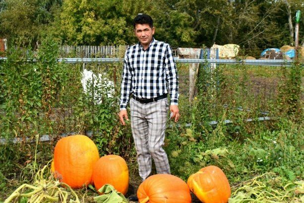 60 килолы кабаклар, чиләк-чиләк абрикос...