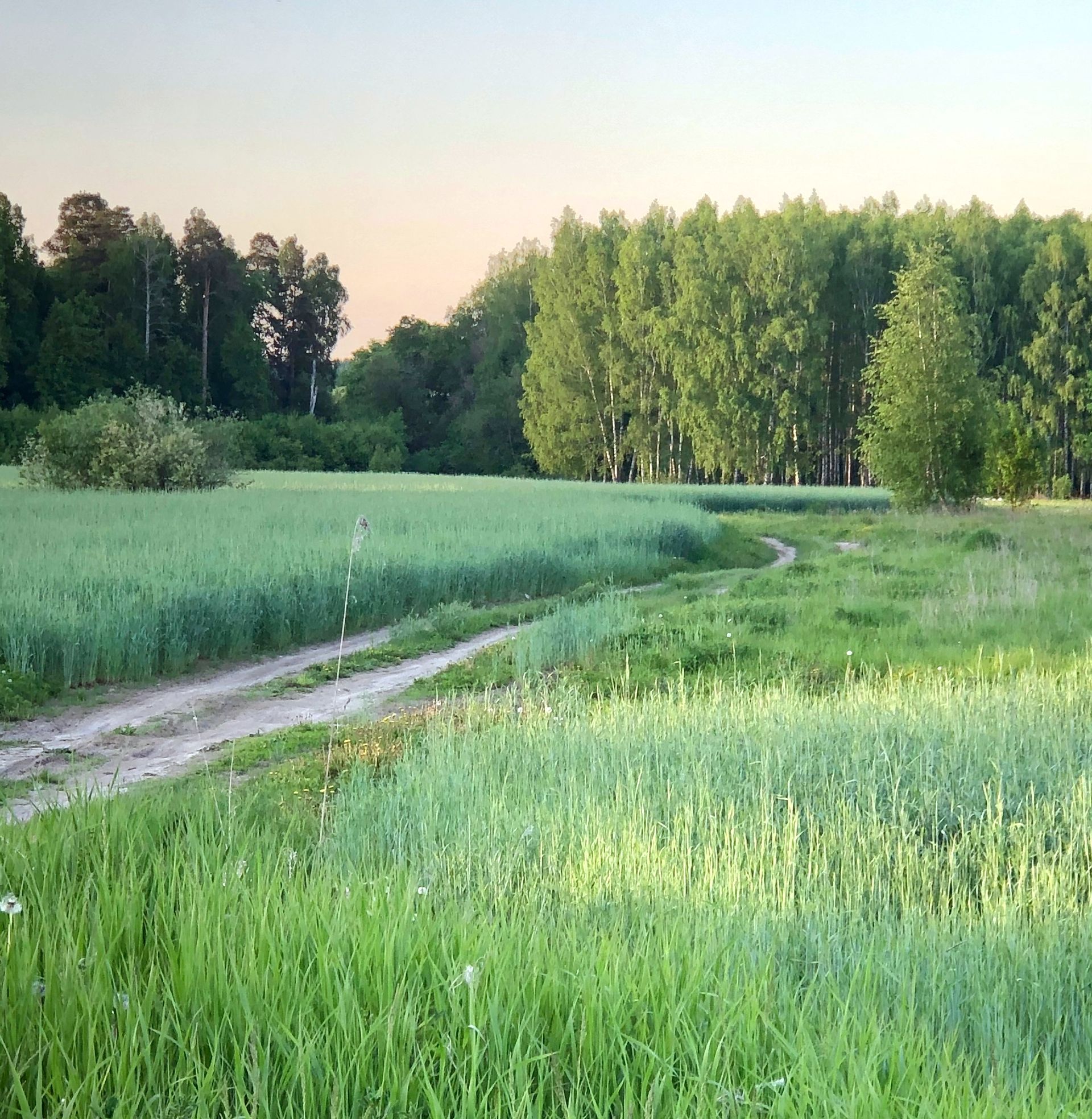«Фә-галь а-бый, бал бир ә-ле!»