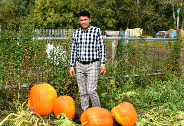 60 килолы кабаклар, чиләк-чиләк абрикос...