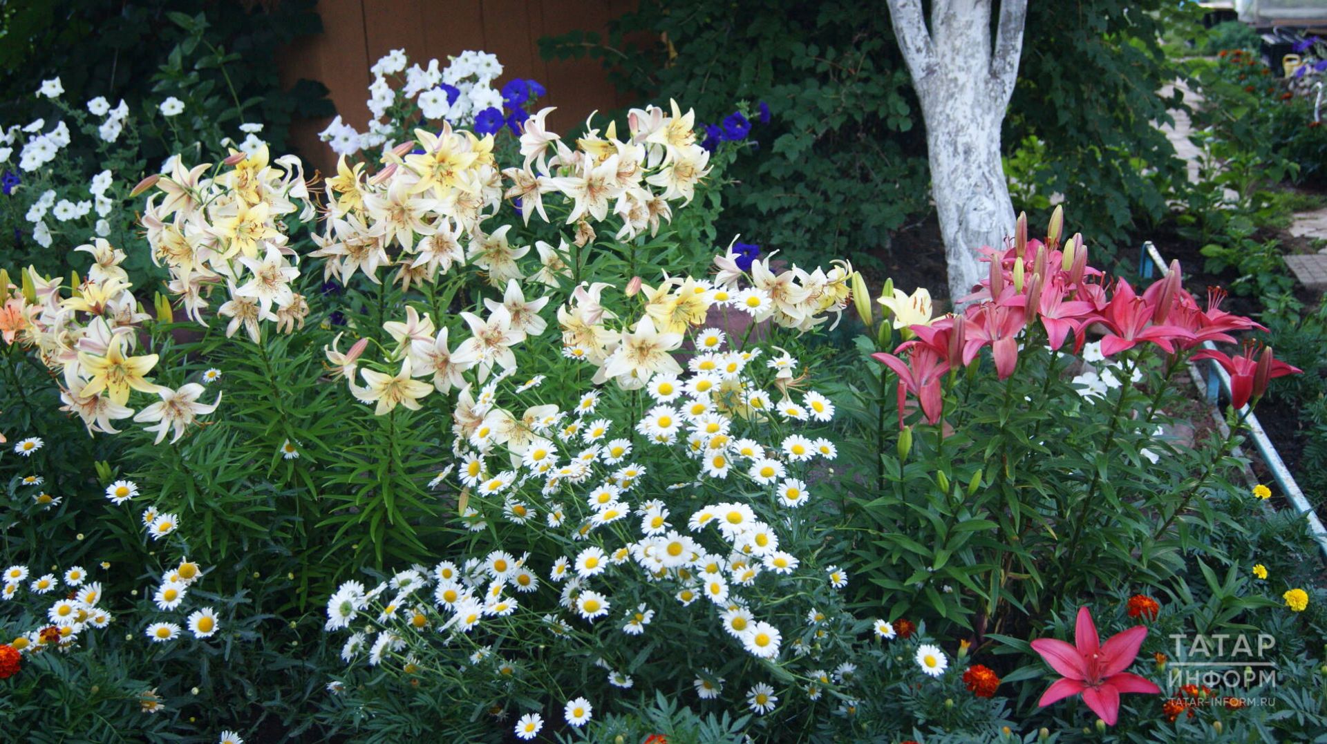 Дидимеллага каршы көрәш ысуллары