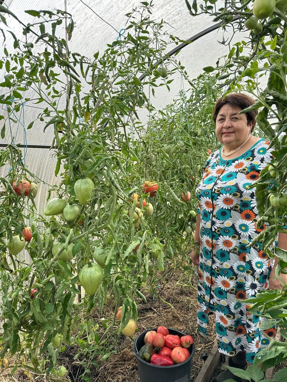 Апастан Ләйсәнә Гатауллина мул уңыш алу серләре белән уртаклаша