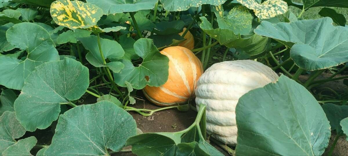 Кабак язга кадәр саклансын өчен нишләргә?