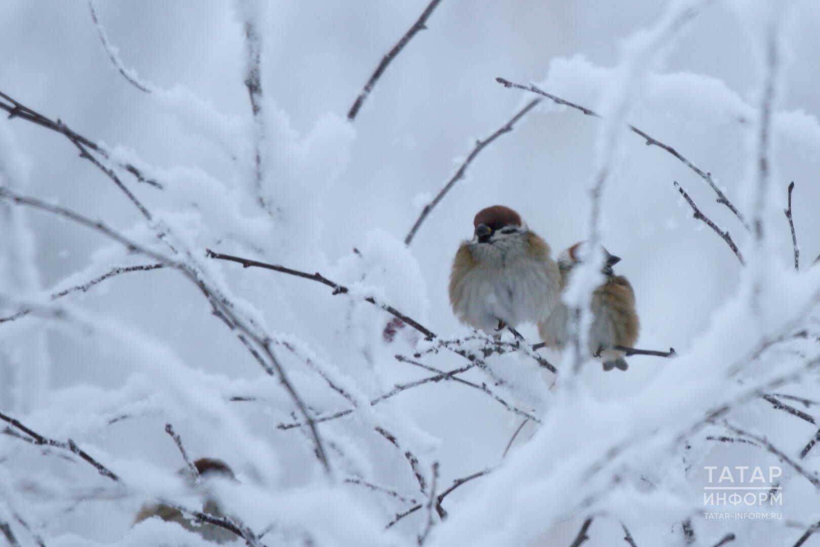 Гаҗәпкә калдырган факт: соңгы егерме елда йорт чыпчыкларының саны азайган