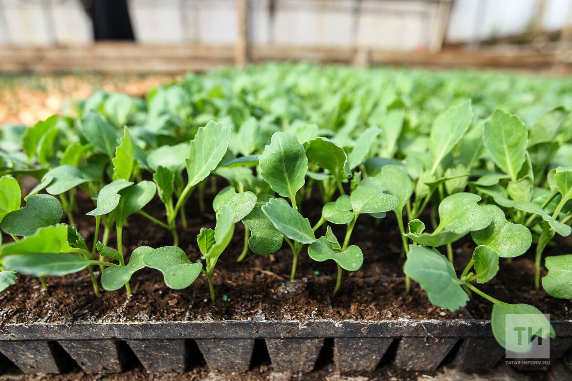 Борыч, кыяр, кәбестә: Лилия Мортазина бакчачы киңәшләре белән уртаклаша