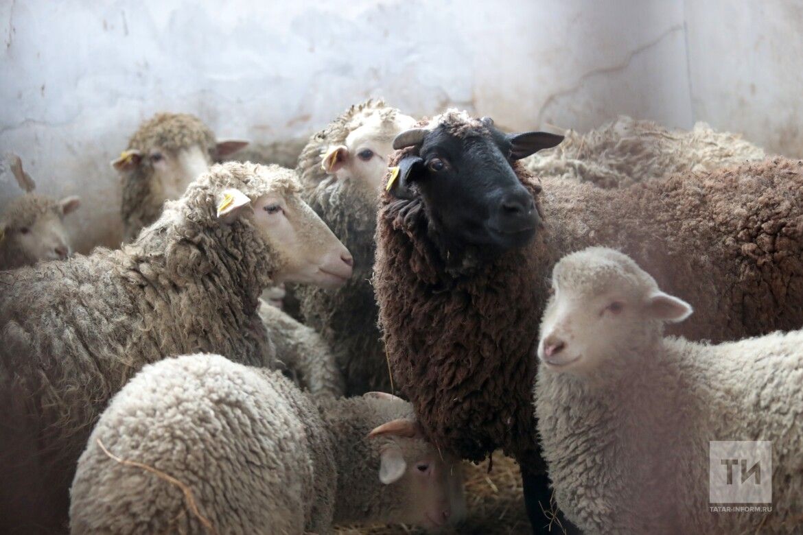 Сарык асрап баеп буламы? Яңа субсидия авылны коткарырмы