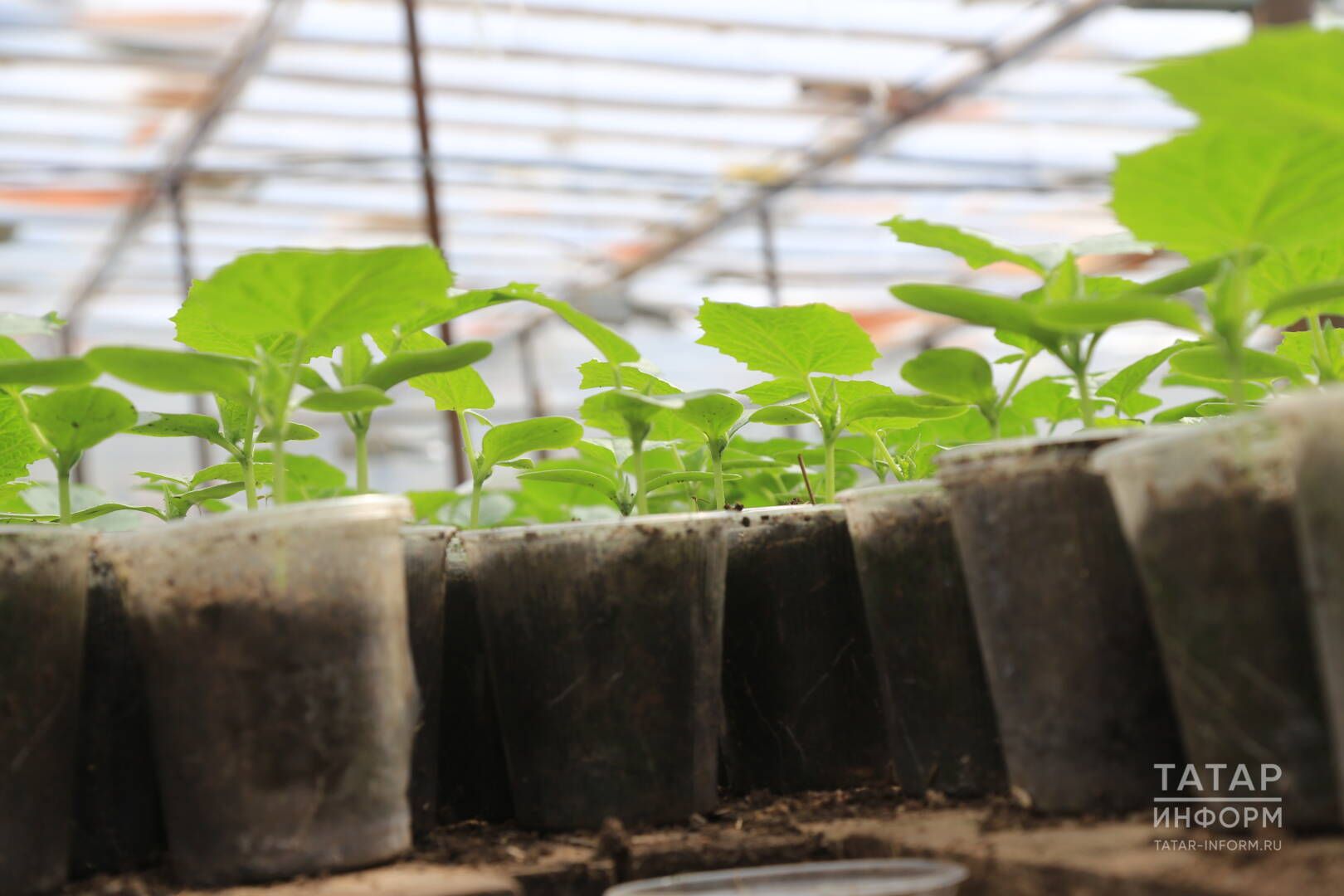 Теплицаны язга ничек әзерләргә?