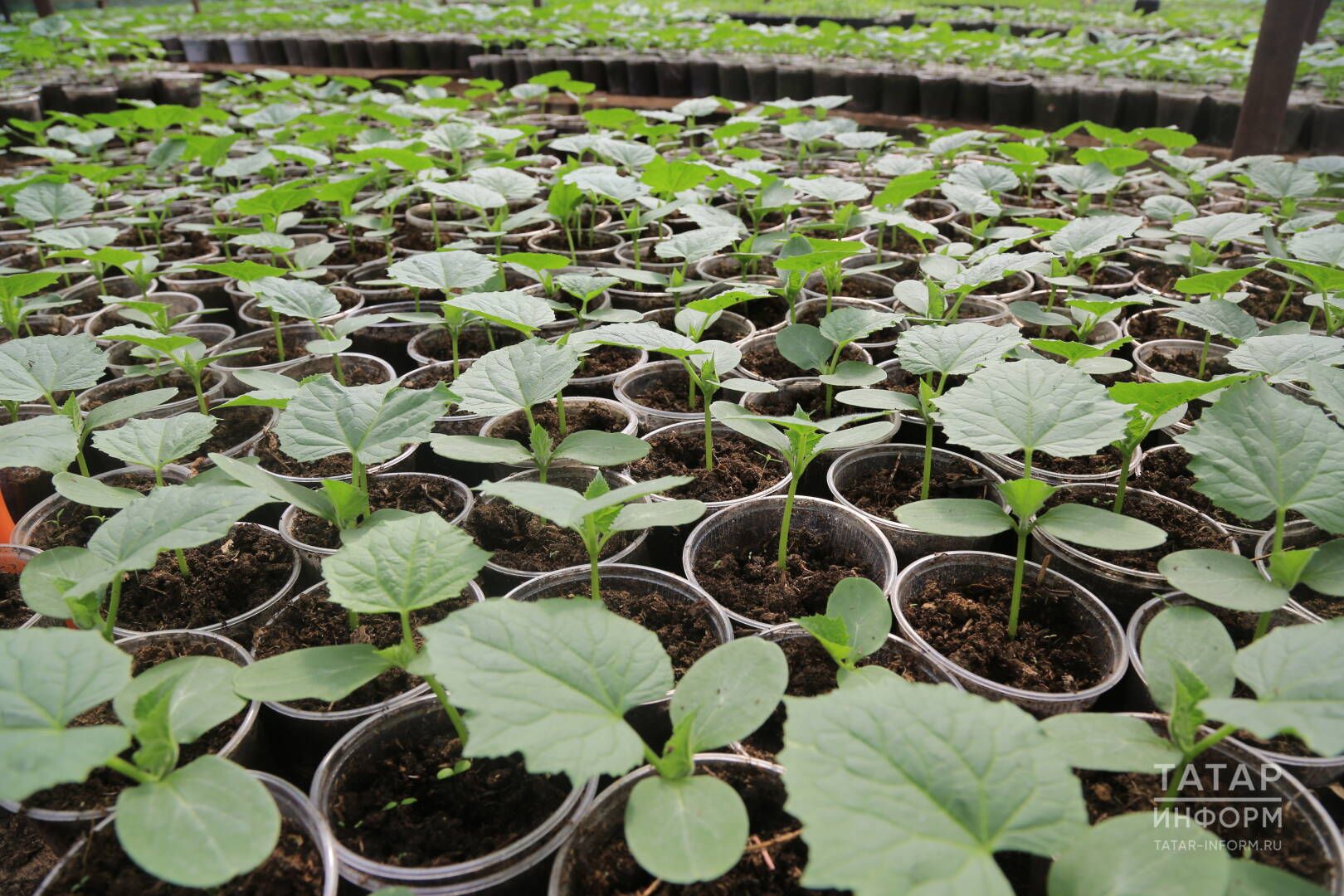 Февральдә нәрсә чәчәргә?