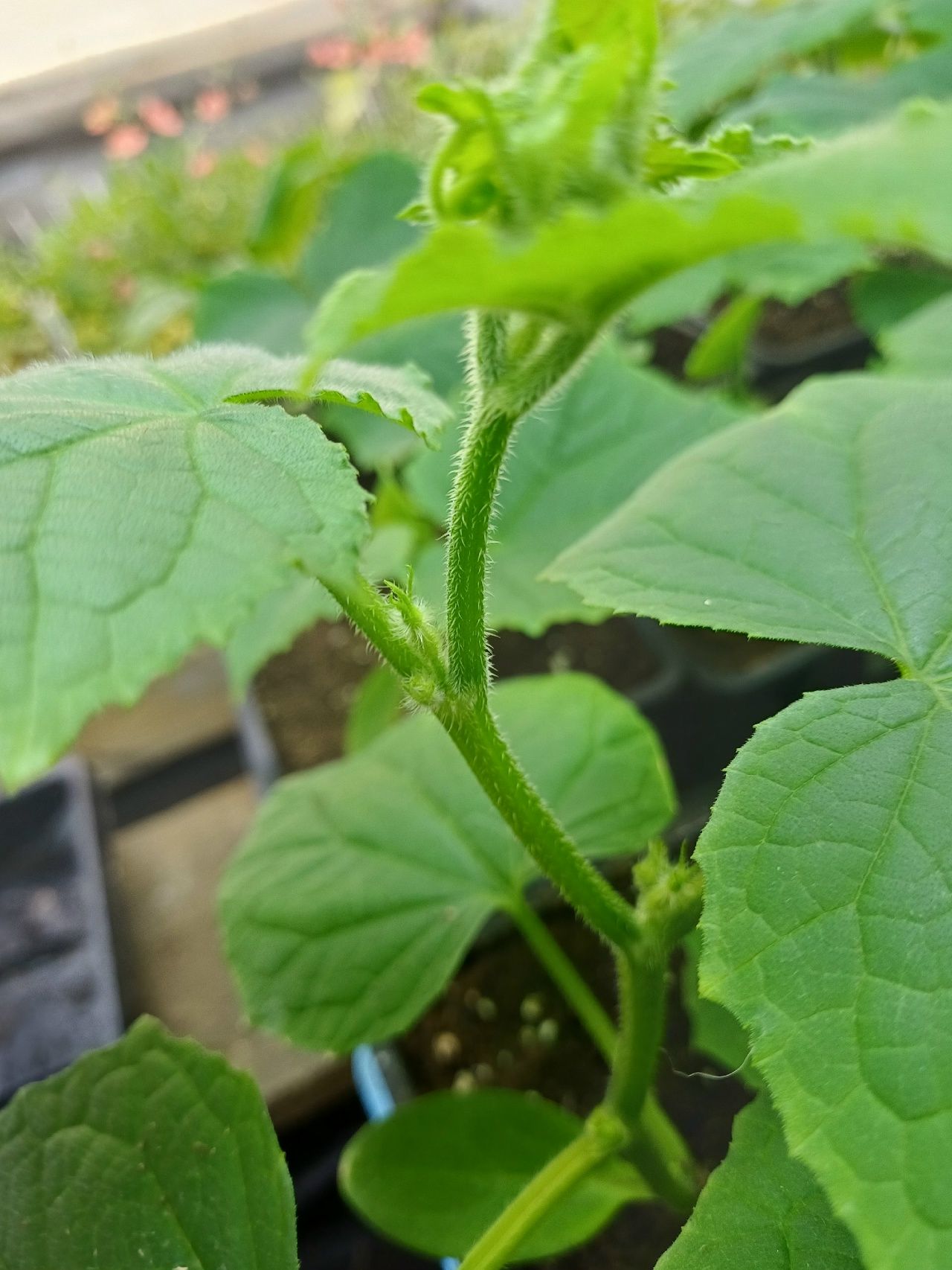 Бакчачы Лилия: “Алтмыш төп помидор җитә. Артыгы кирәкми”