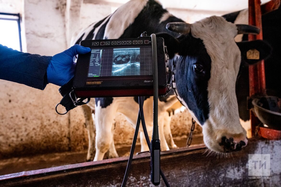 “Тәнзилә апа киңәшләре: Арзан терлек сатып алудан сак булыгыз”