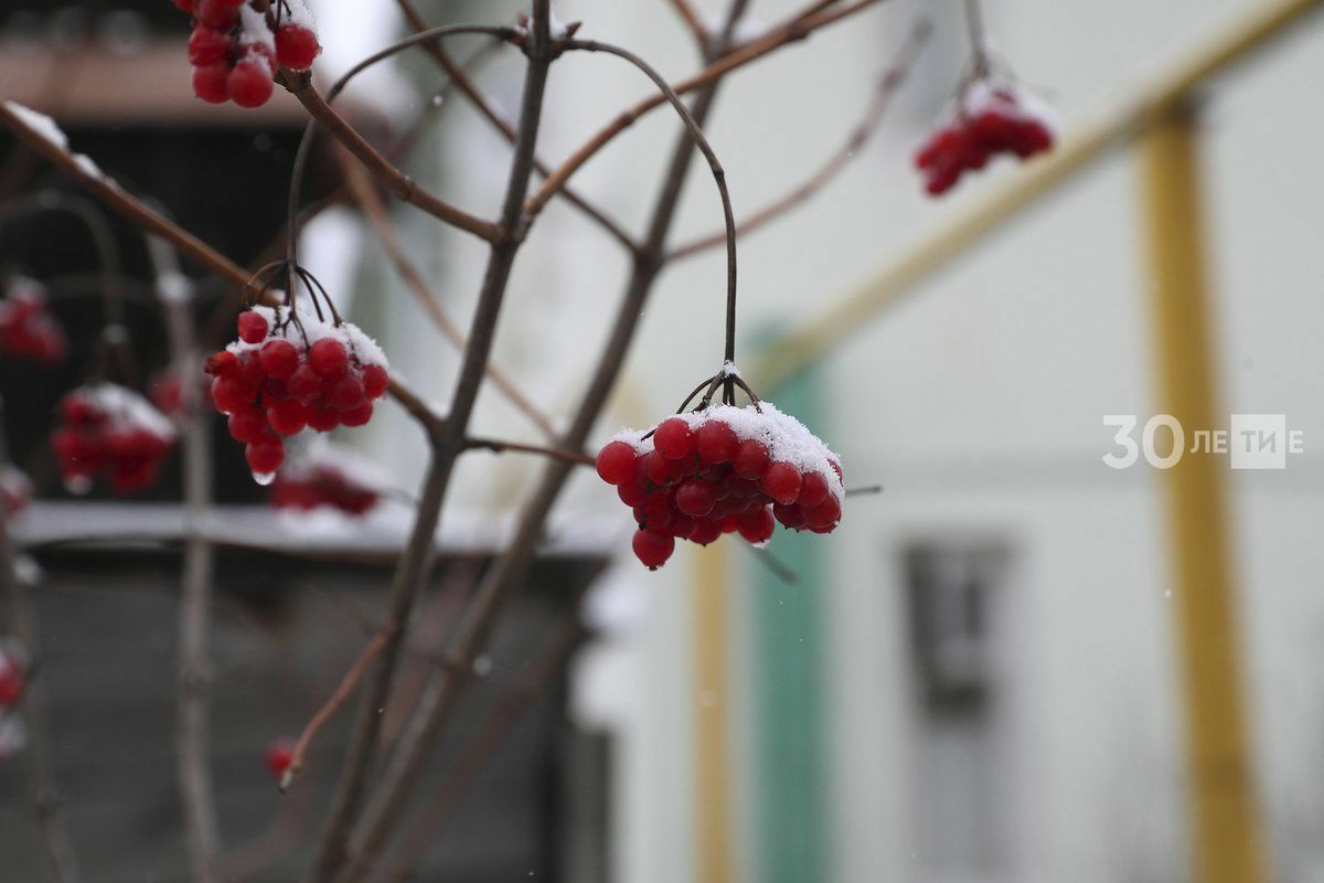 Рәсеменә карап помидор чәчмиләр: бакчачылар өчен файдалы киңәшләр