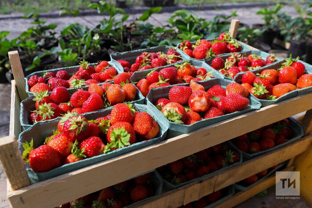 Туңдырылган җиләк-җимешнең файдасы бармы?