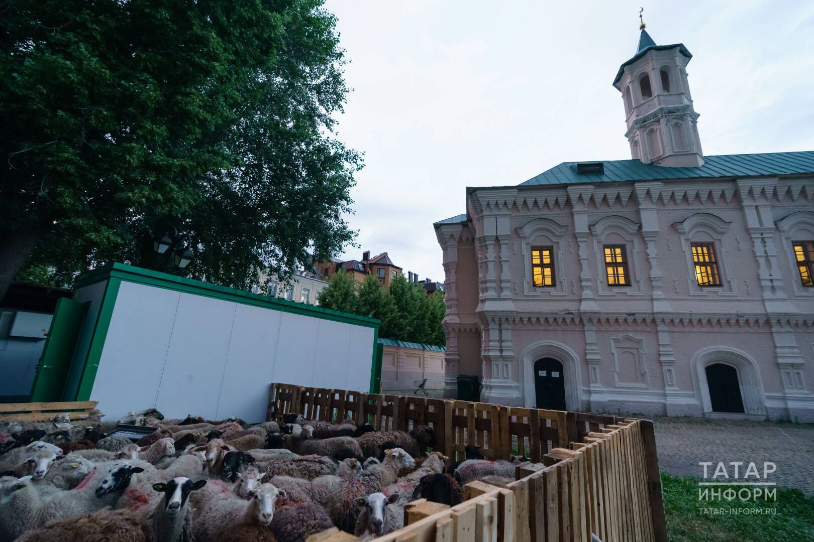 Ветеринарлар Корбан гаетенә үзебездә үстерелгән сарыкларны сатып алырга чакыра