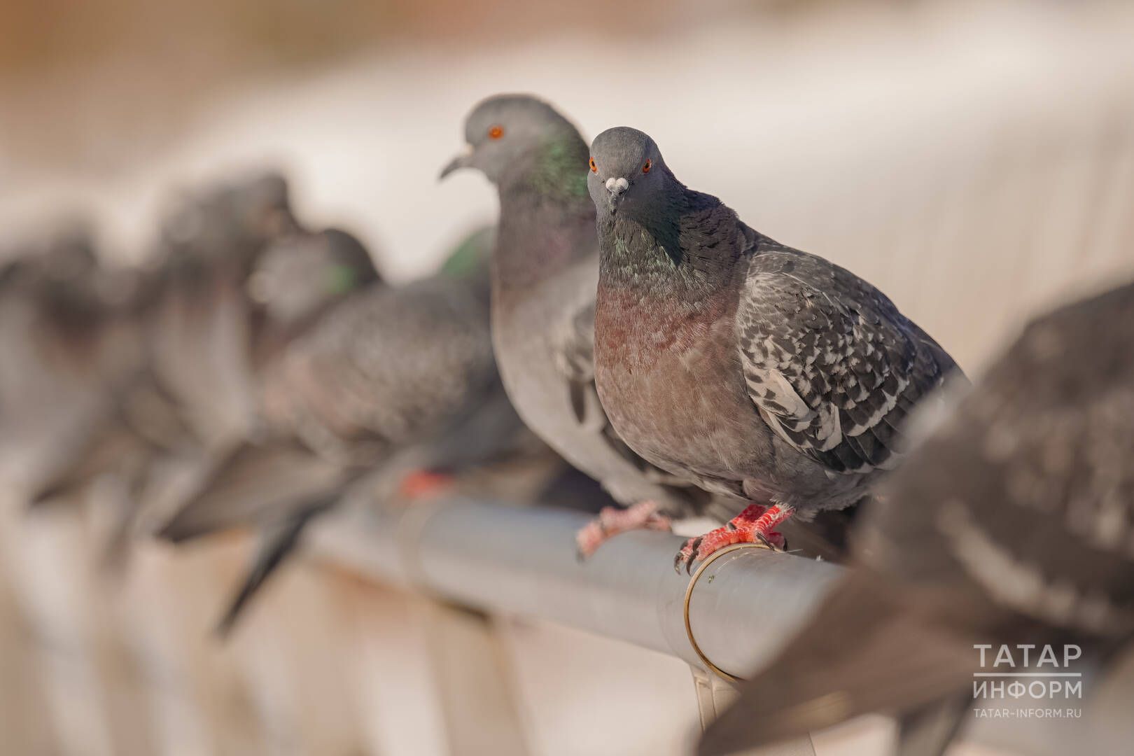 Татарстанга кара каргалар кайтты: орнитолог яз турында популяр сынамышларны аңлатты