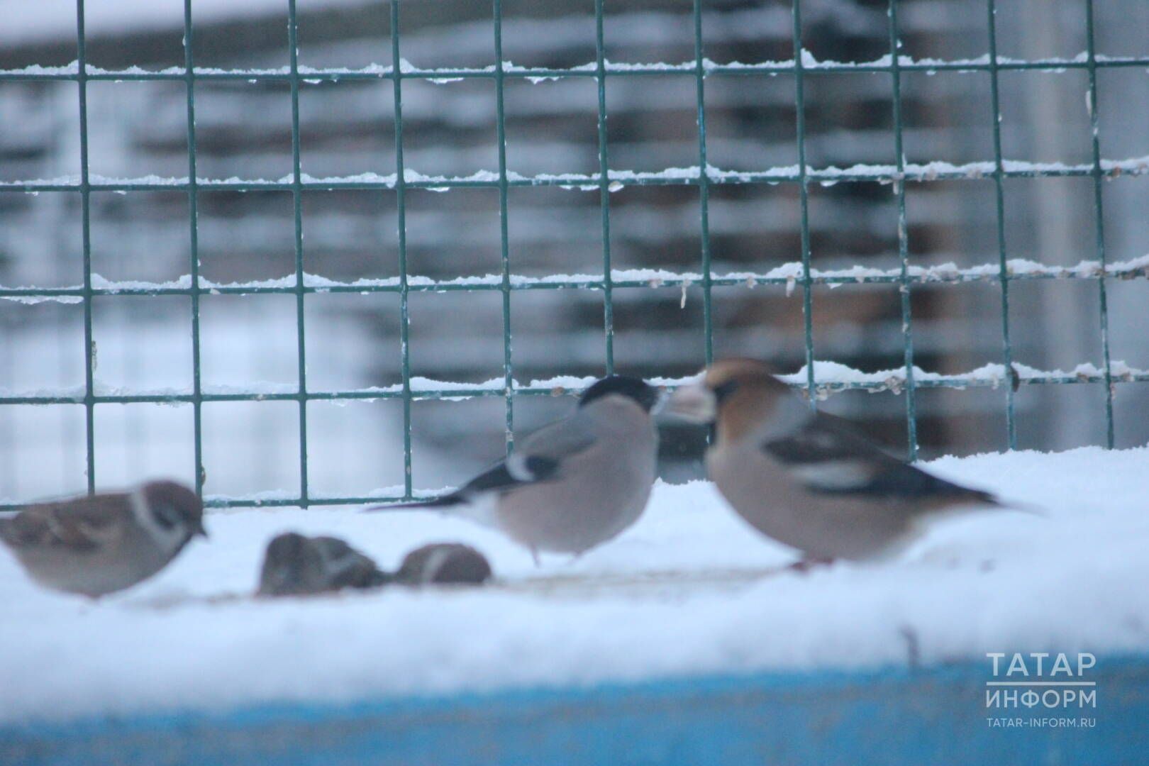 «Зарланып түгел, эшләп яшик»: тормыш турында уйландырырлык язма