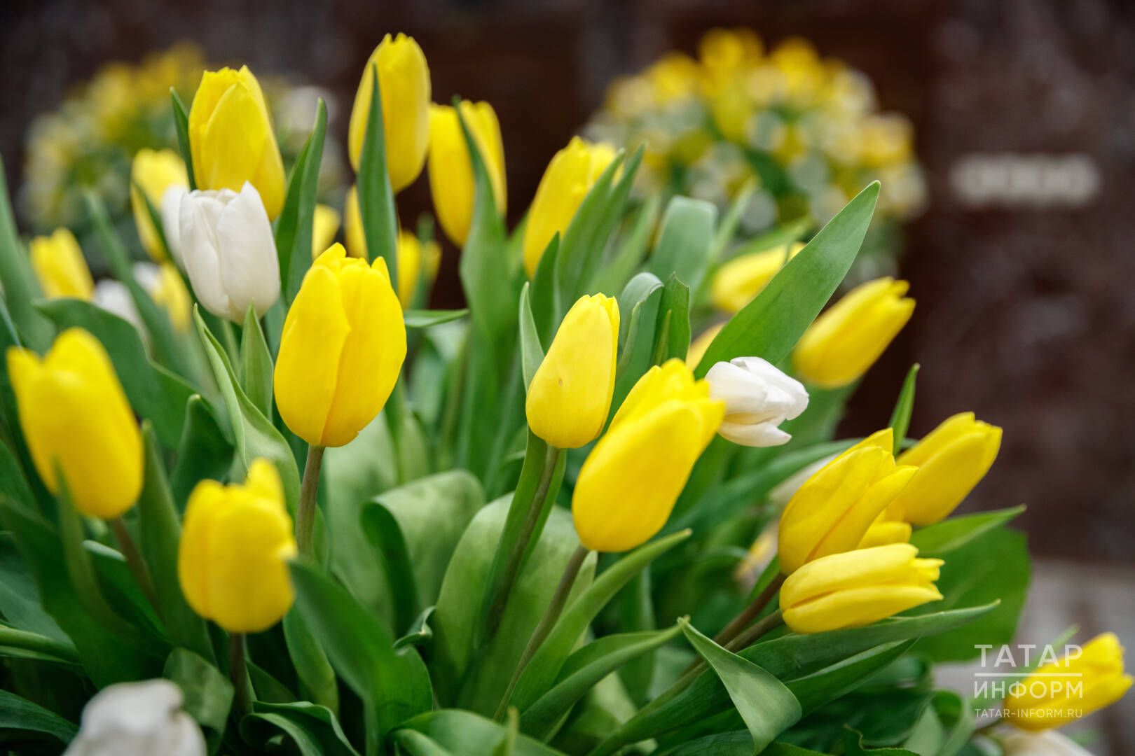 Азрак тәнәфес алыгыз: 13-19 мартка йолдызнамә