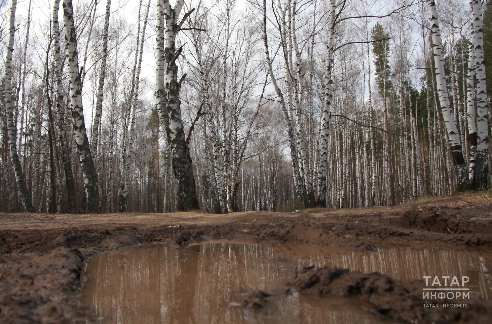 Татарстанның урман хуҗалыгында кадрлар кытлыгы юк