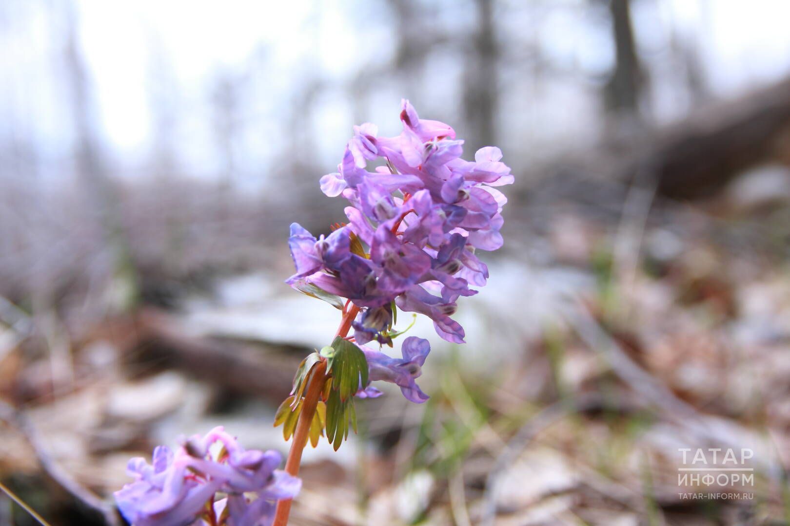 Ашыгырга кирәкми: 18-24 мартка йолдызнамә