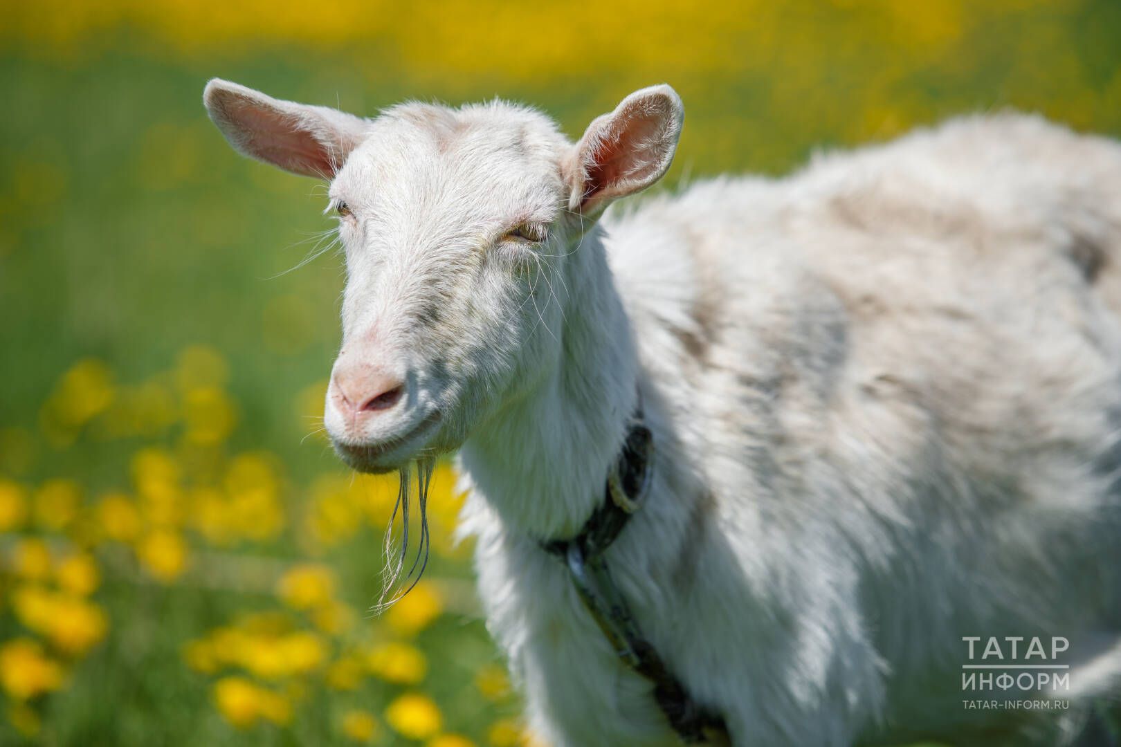 Кәҗә асрау модада: нинди токым сайларга һәм нәрсәгә игътибар итәргә?