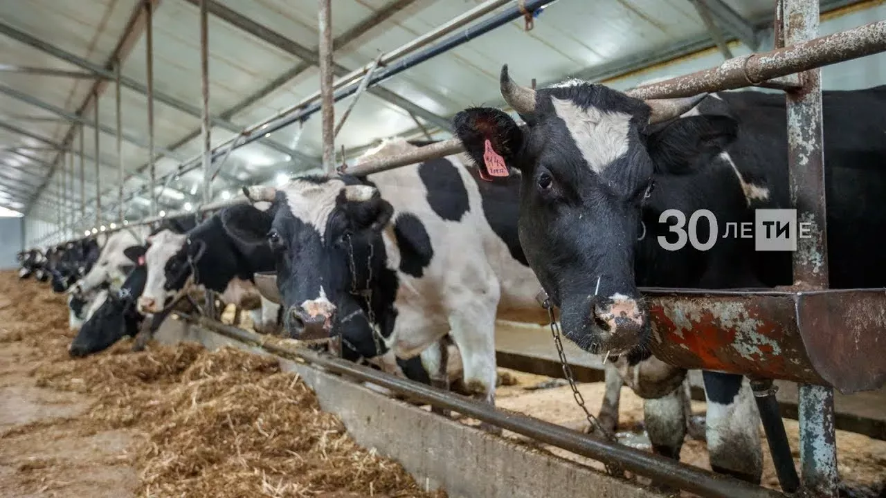 Пастереллез эпидемиясе: читтән терлек һәм ит сатып алмагыз