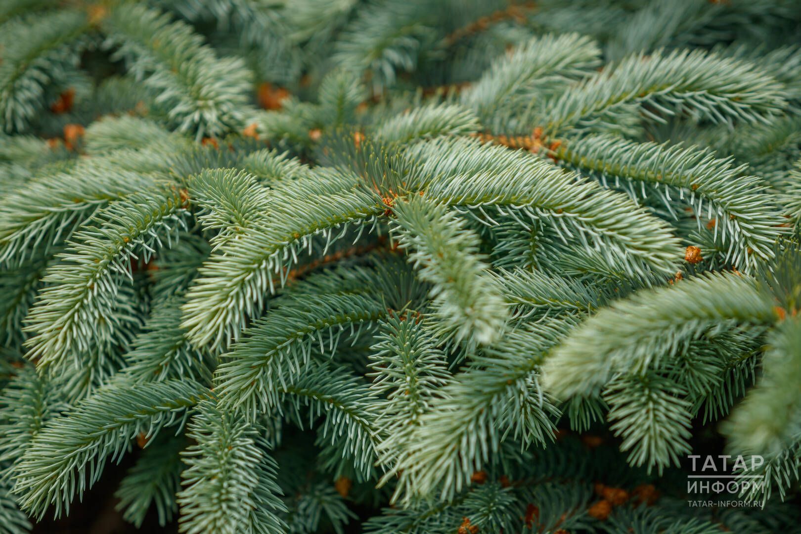 Нарат серкәсе шифасы: файдасы, куллану ысуллары һәм кемнәргә ярамый