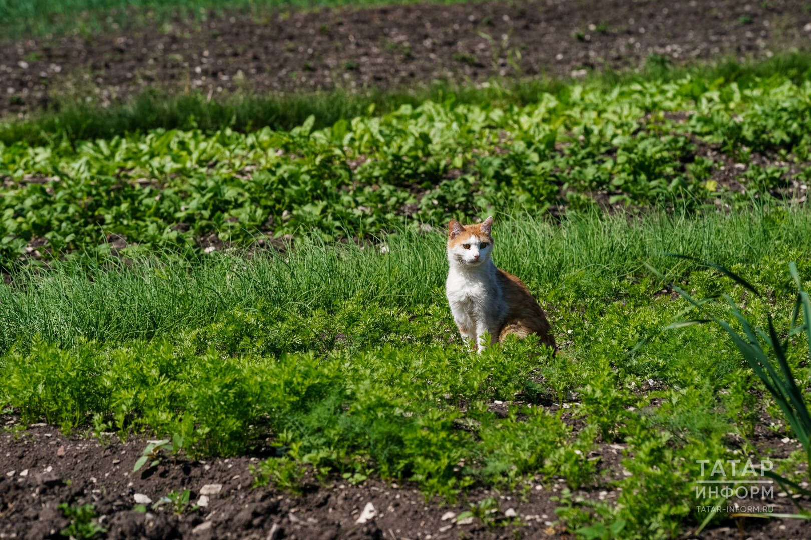 Җирне арендага ничек алырга: 2026 елга актуаль киңәшләр