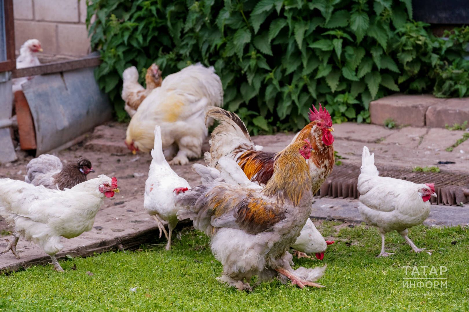 “Нигә тавыклар чукыша?”: 40 еллык тәҗрибәле ветеринар киңәшләре