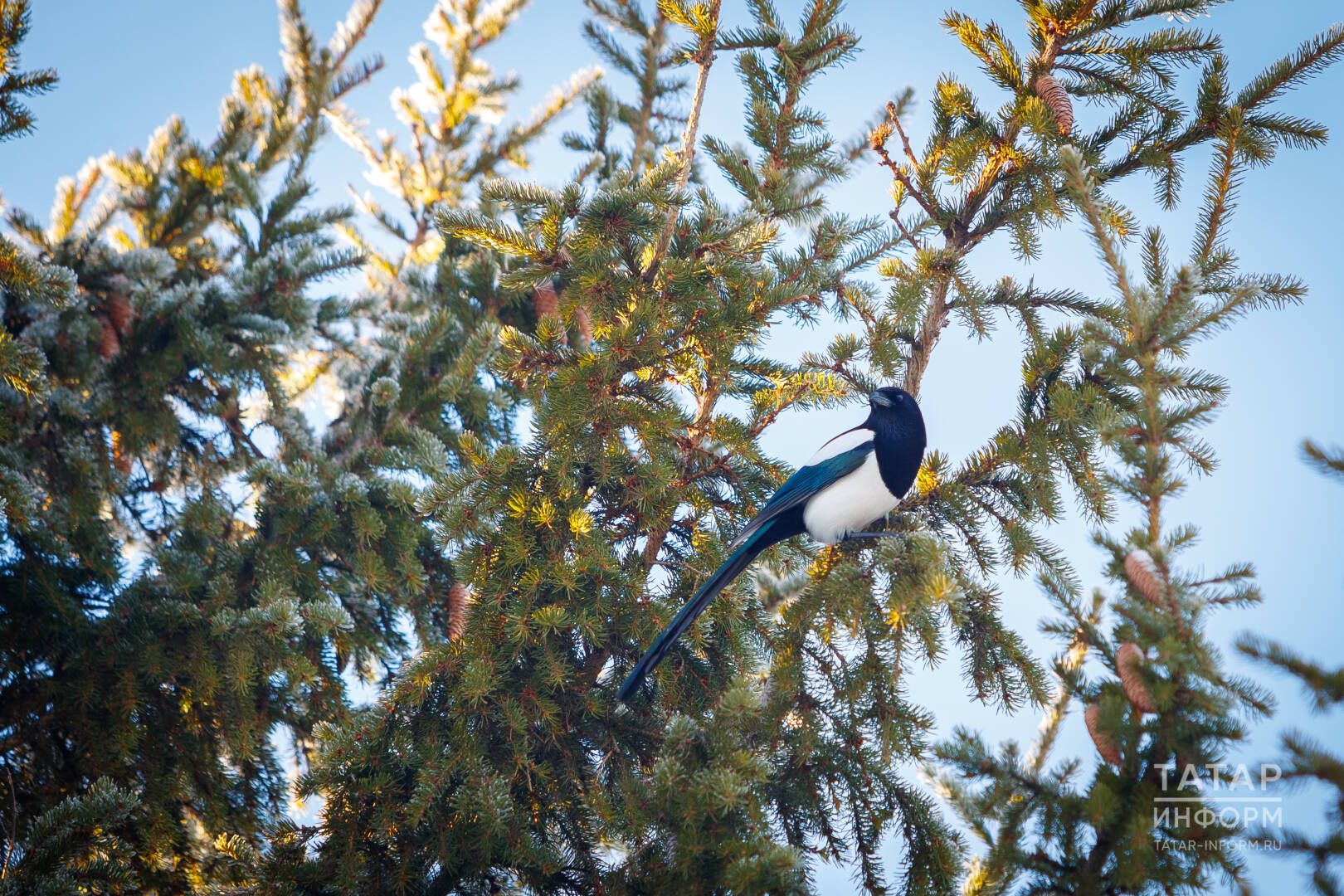 Уйлап сөйләү мөһим: 25 февраль – 3 мартка йолдызнамә