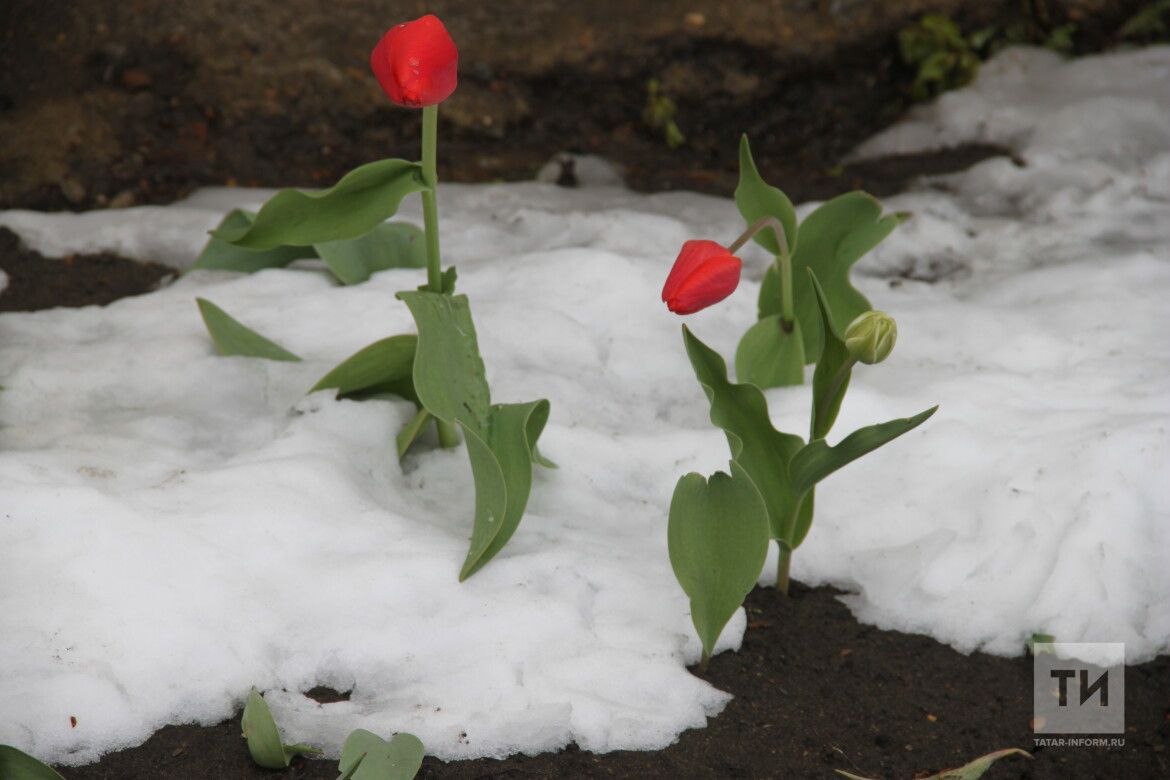 1-7 апрельгә йолдызнамә: авырлыклар сезне куркытмас