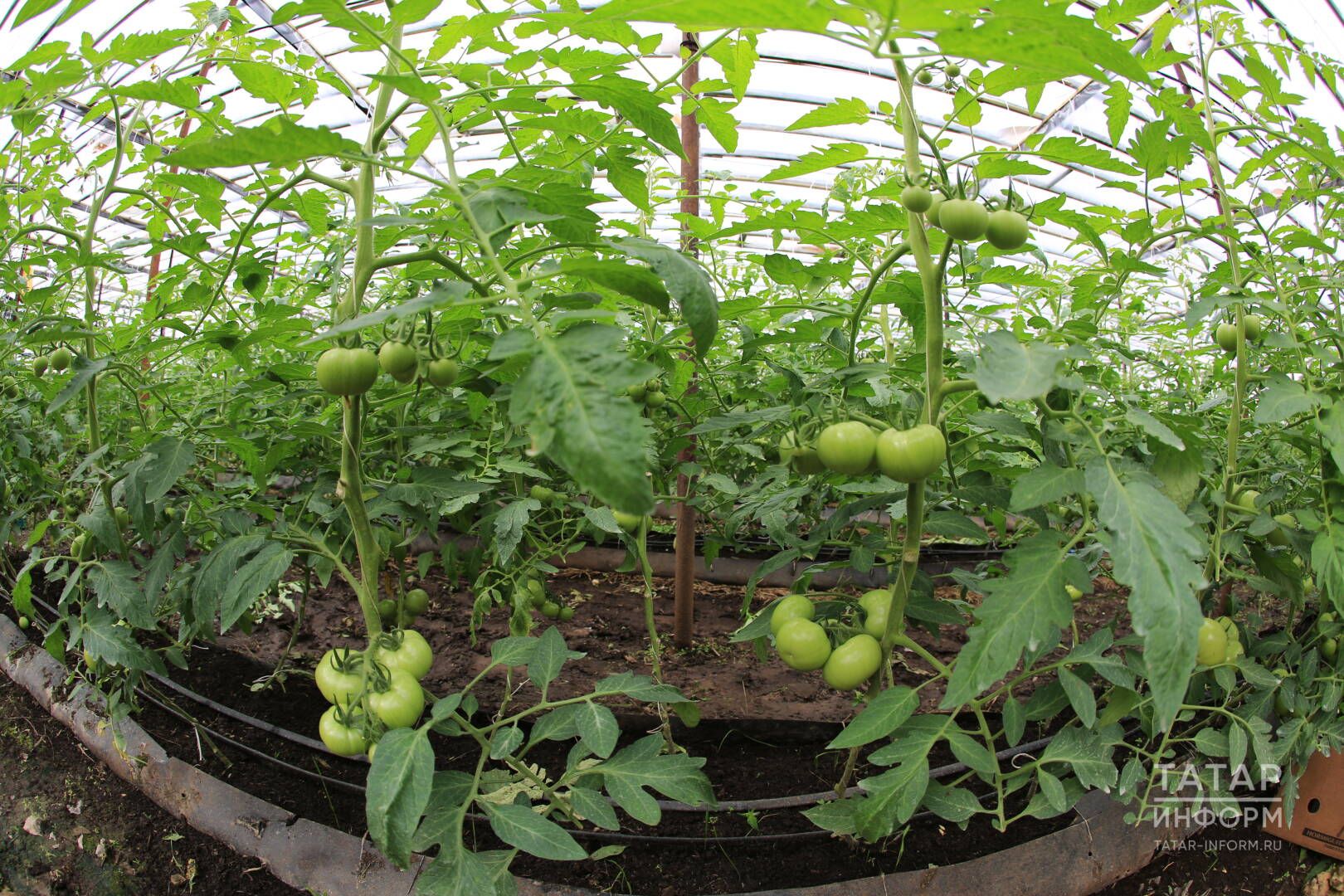 Помидор үстерү сере нидә?