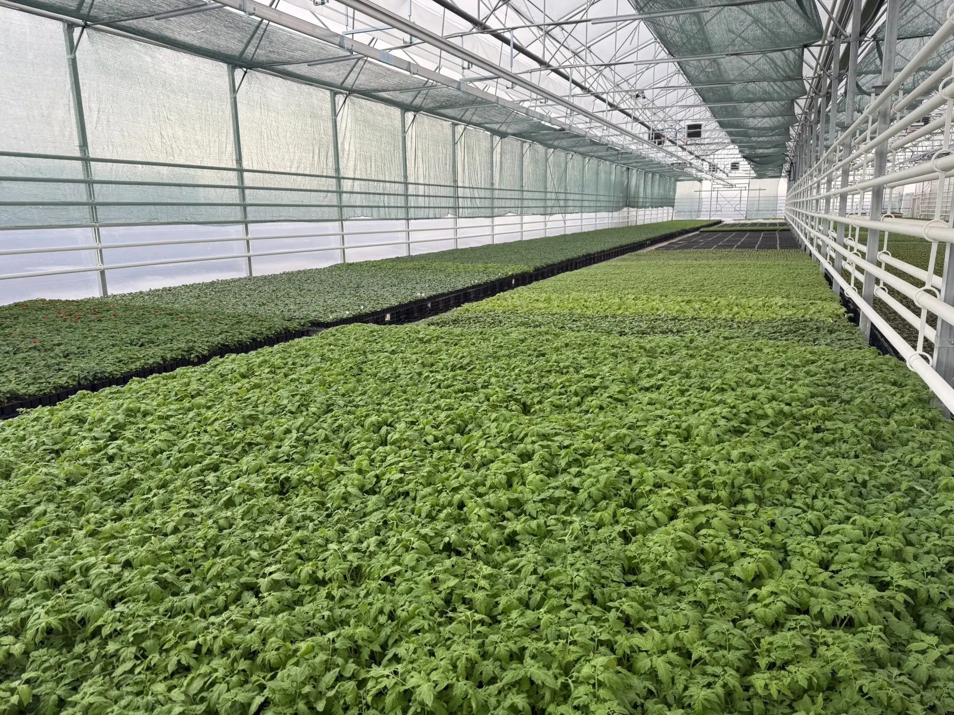 Чәчәкләр үстерүче Чулпан Исмәгыйлева: “Үсемлекләр дә балалар кебек!”