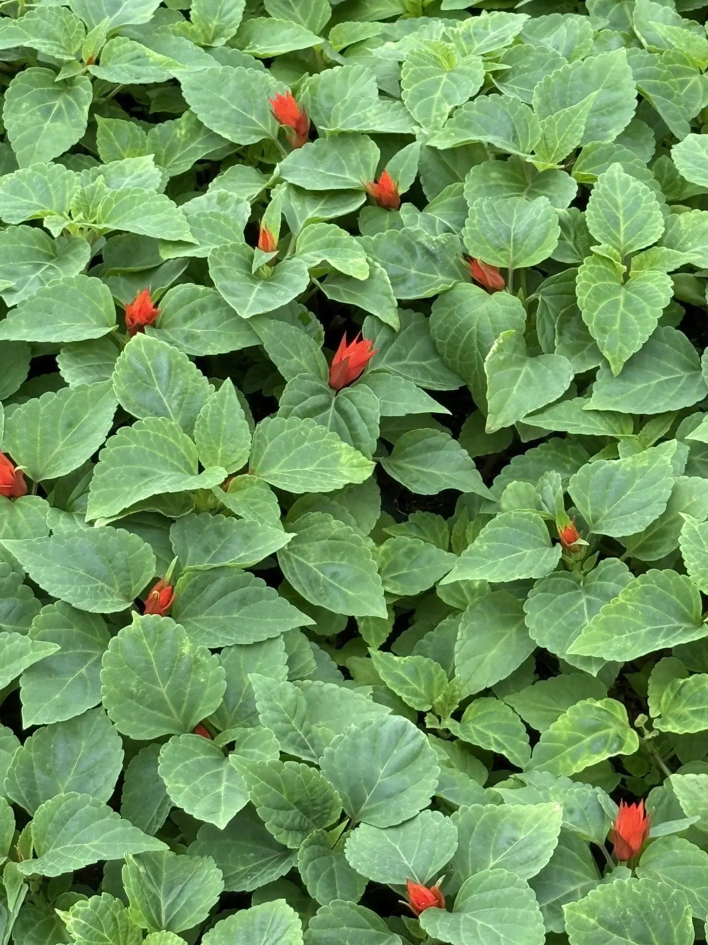 Чәчәкләр үстерүче Чулпан Исмәгыйлева: “Үсемлекләр дә балалар кебек!”