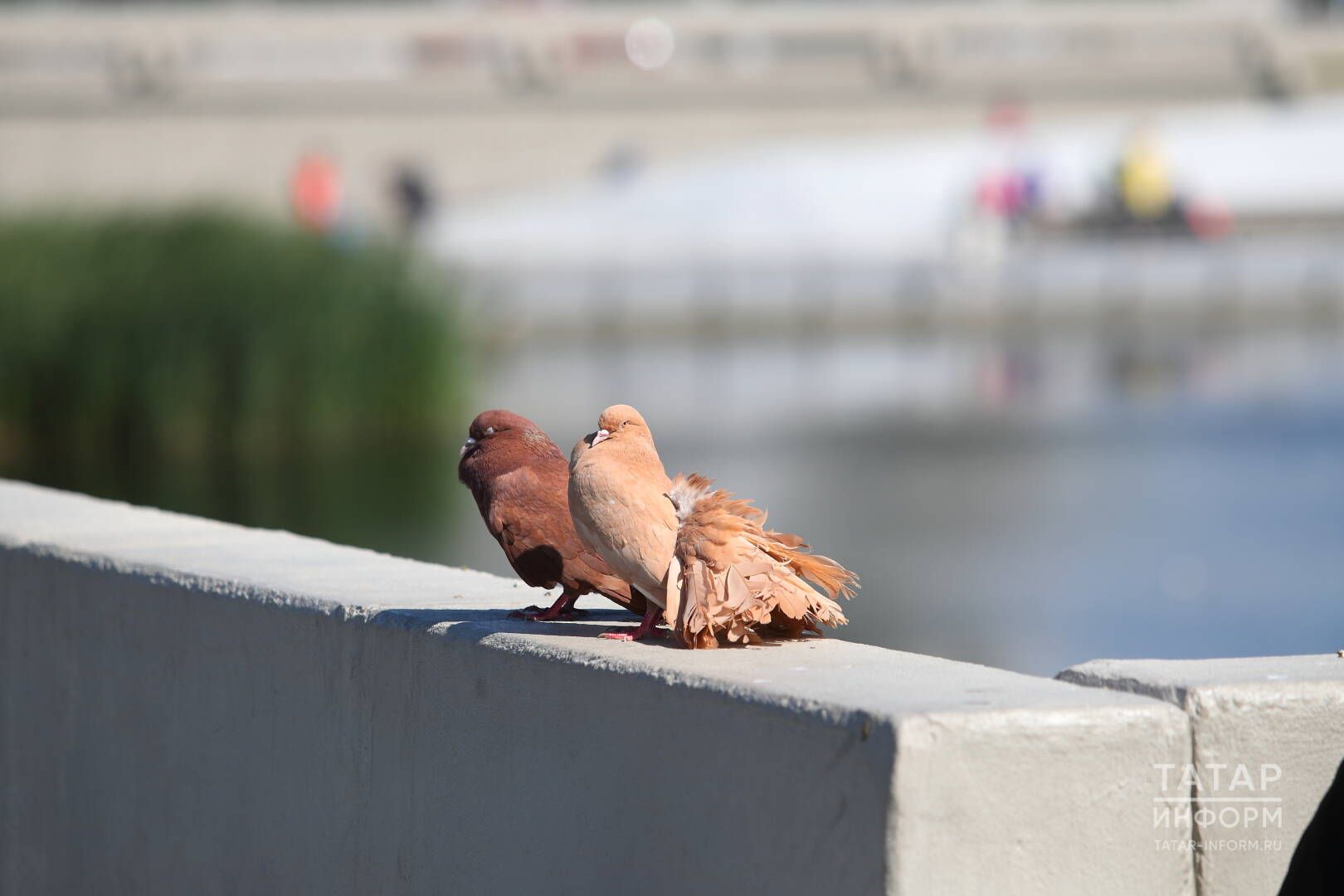 Күгәрченнәр ашаткан өчен штраф